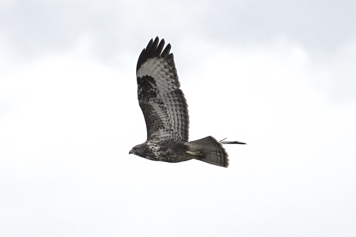 Common Buzzard - ML485216911