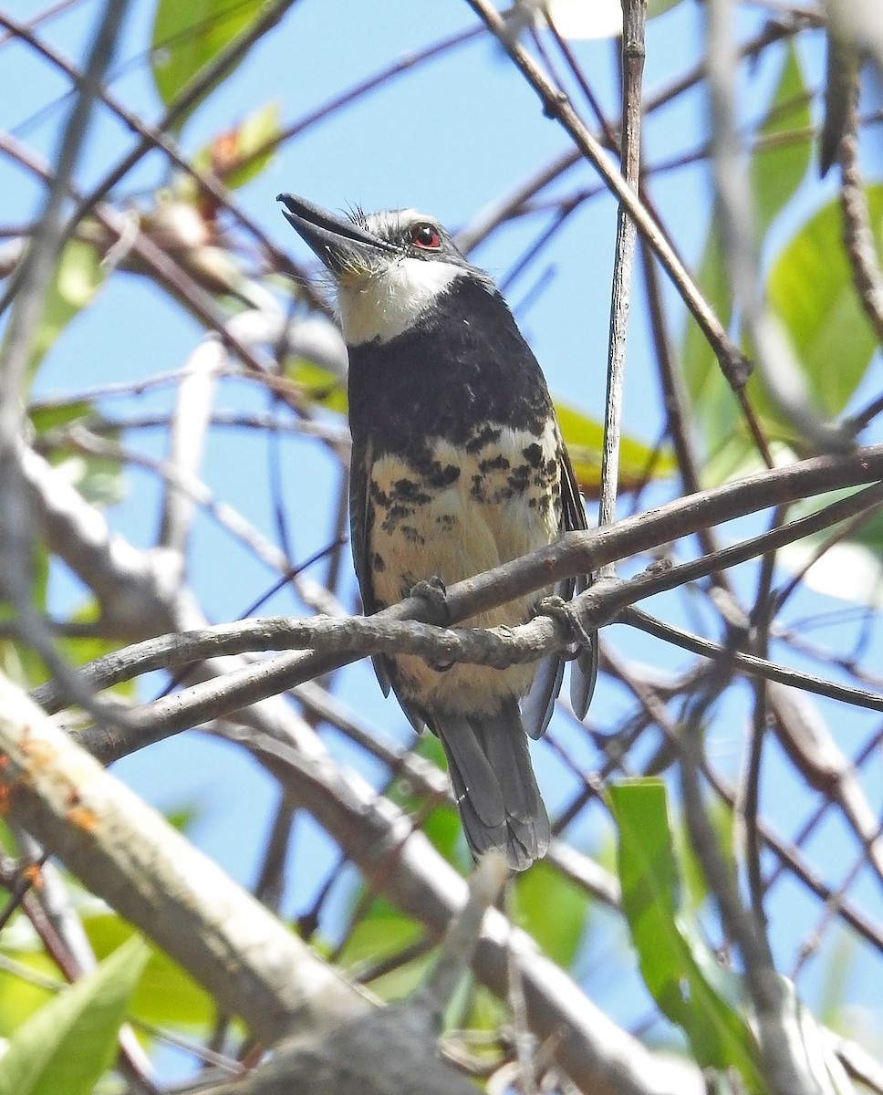 Sooty-capped Puffbird - ML485217021