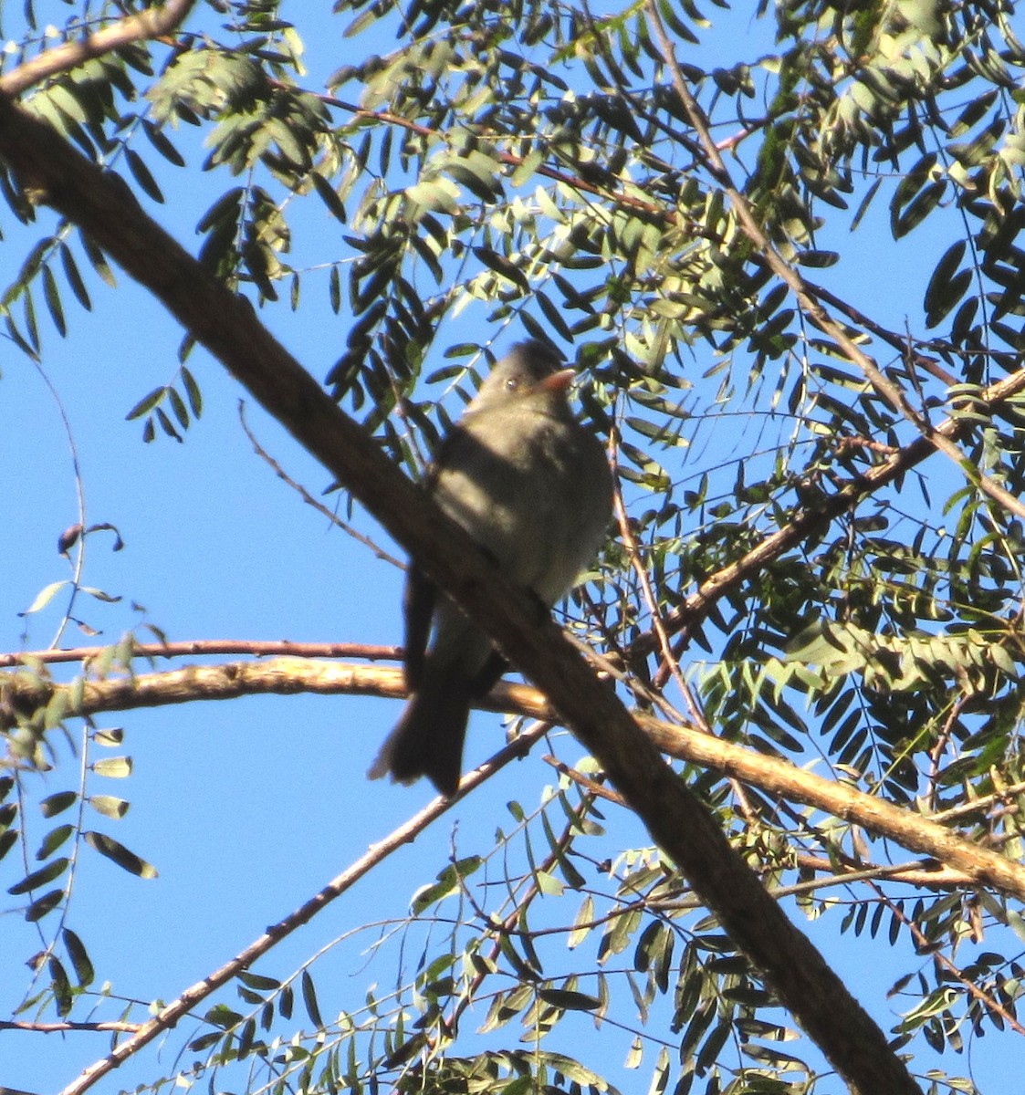 Smoke-colored Pewee - ML485217551