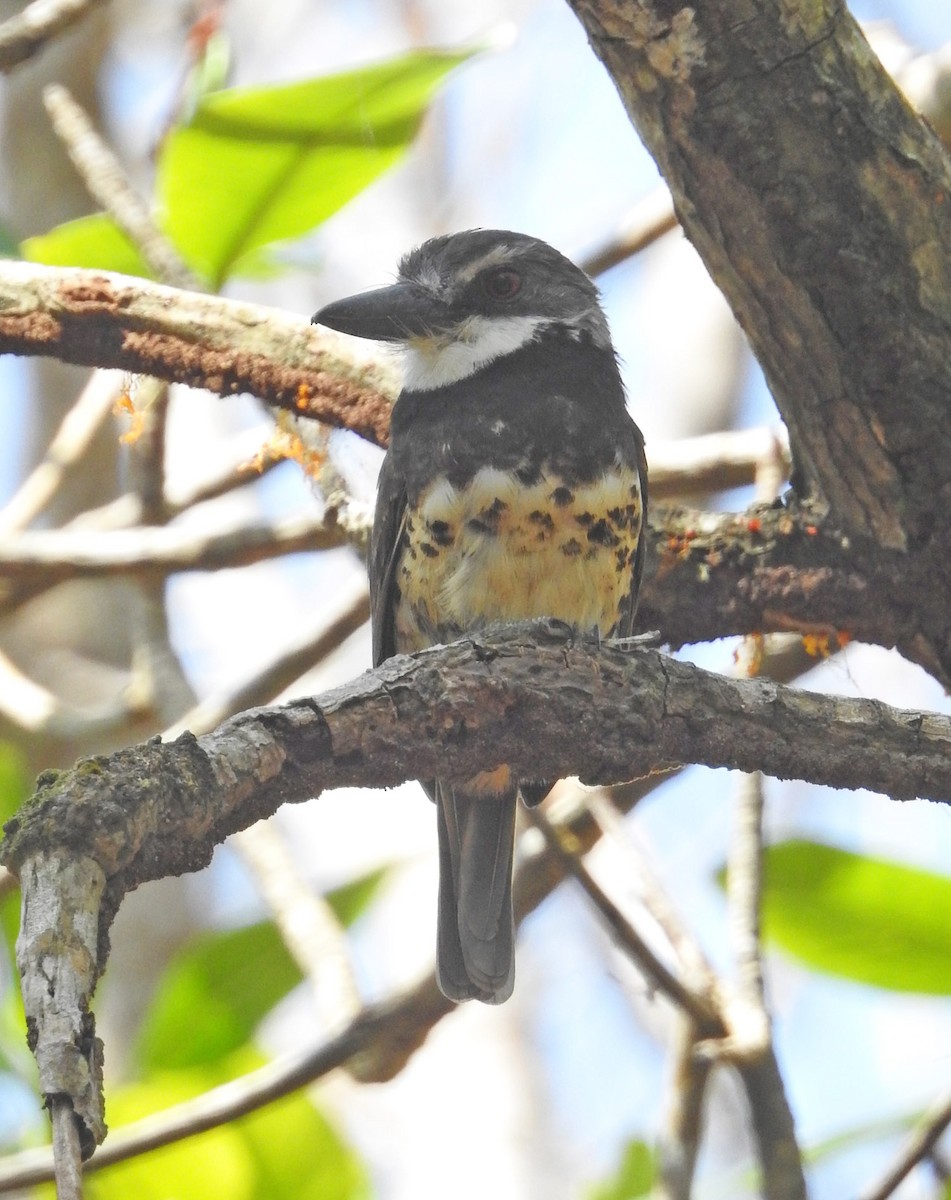 Sooty-capped Puffbird - ML485217651