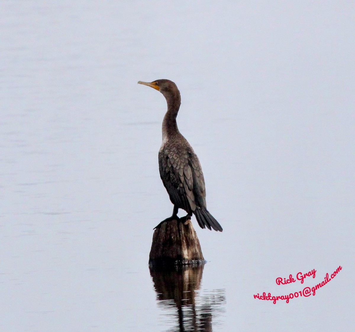 Double-crested Cormorant - ML485217871