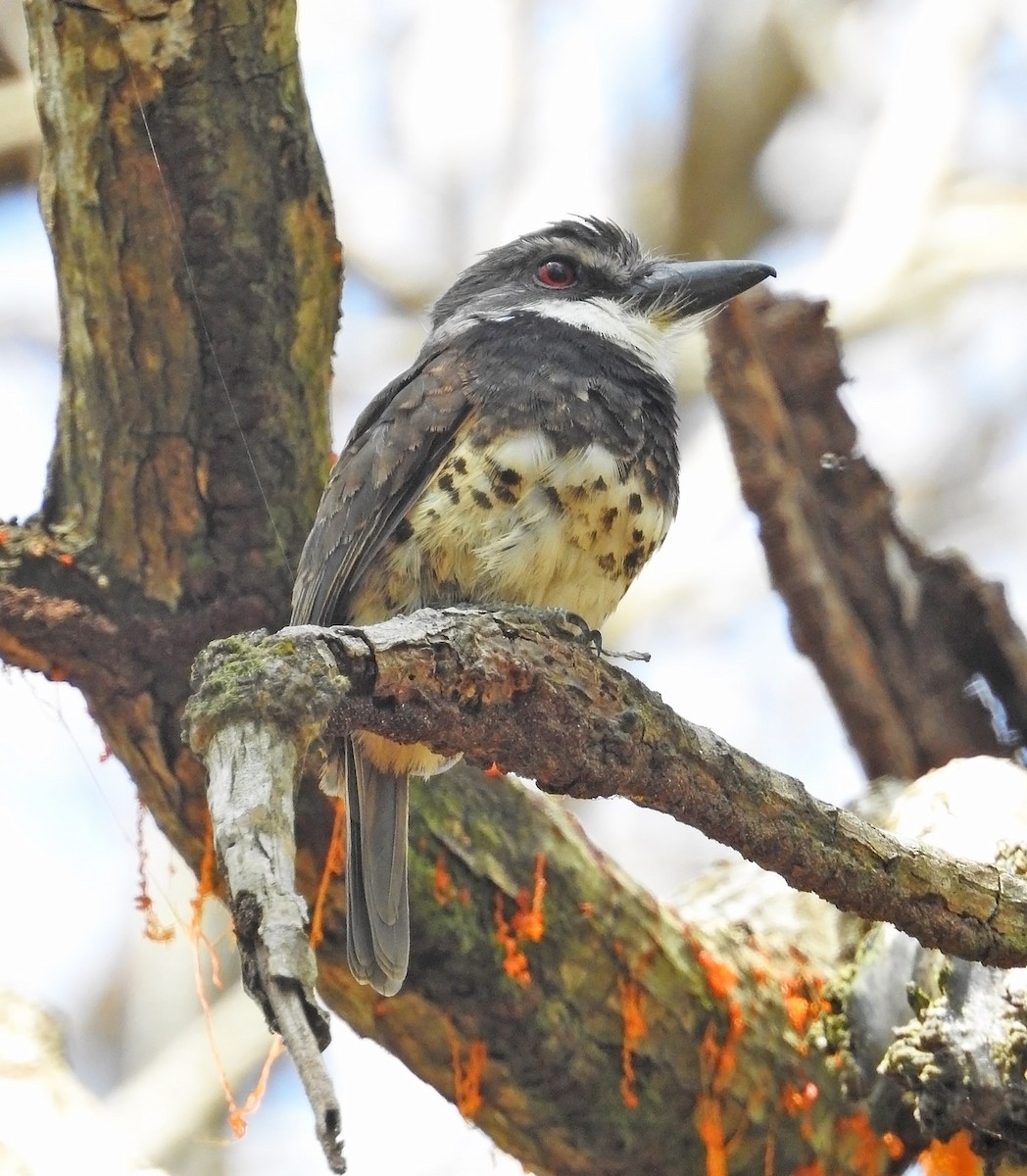 Sooty-capped Puffbird - ML485218301