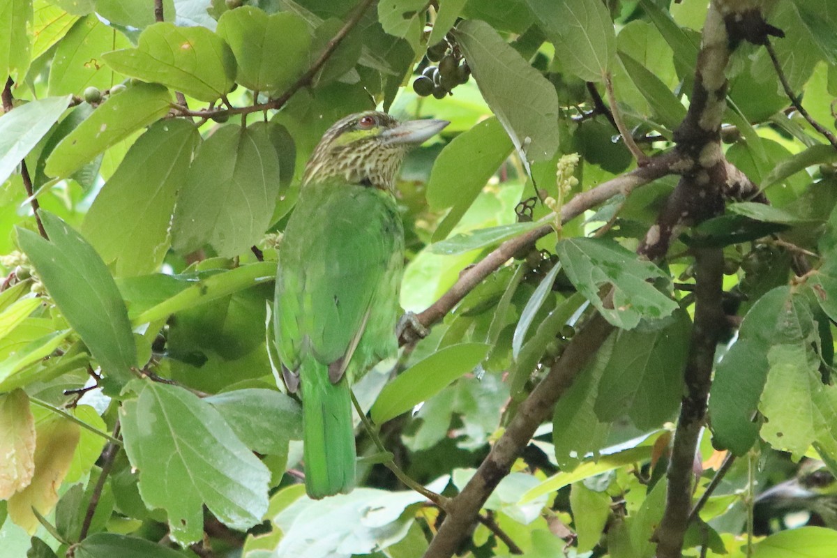 Green-eared Barbet - ML485219221