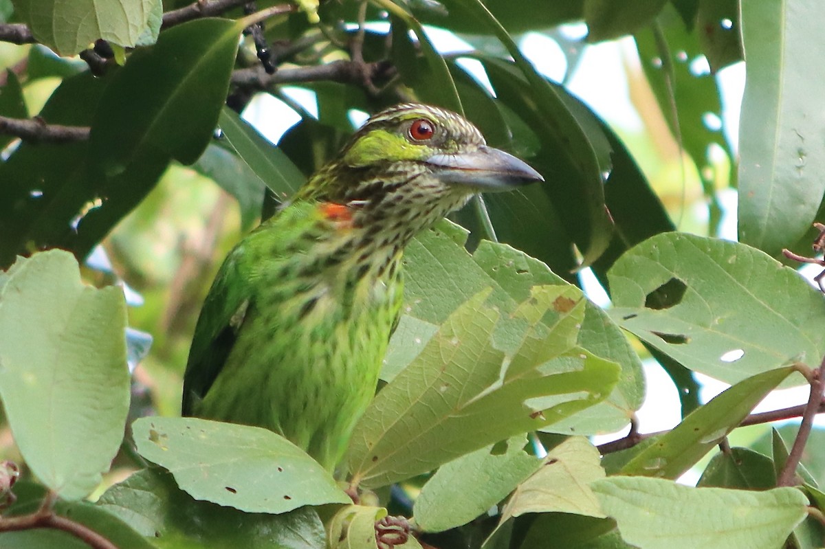 Grünohr-Bartvogel - ML485220461