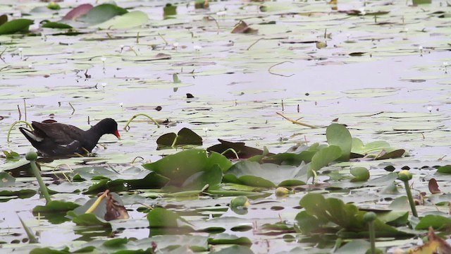 Common Gallinule - ML485221