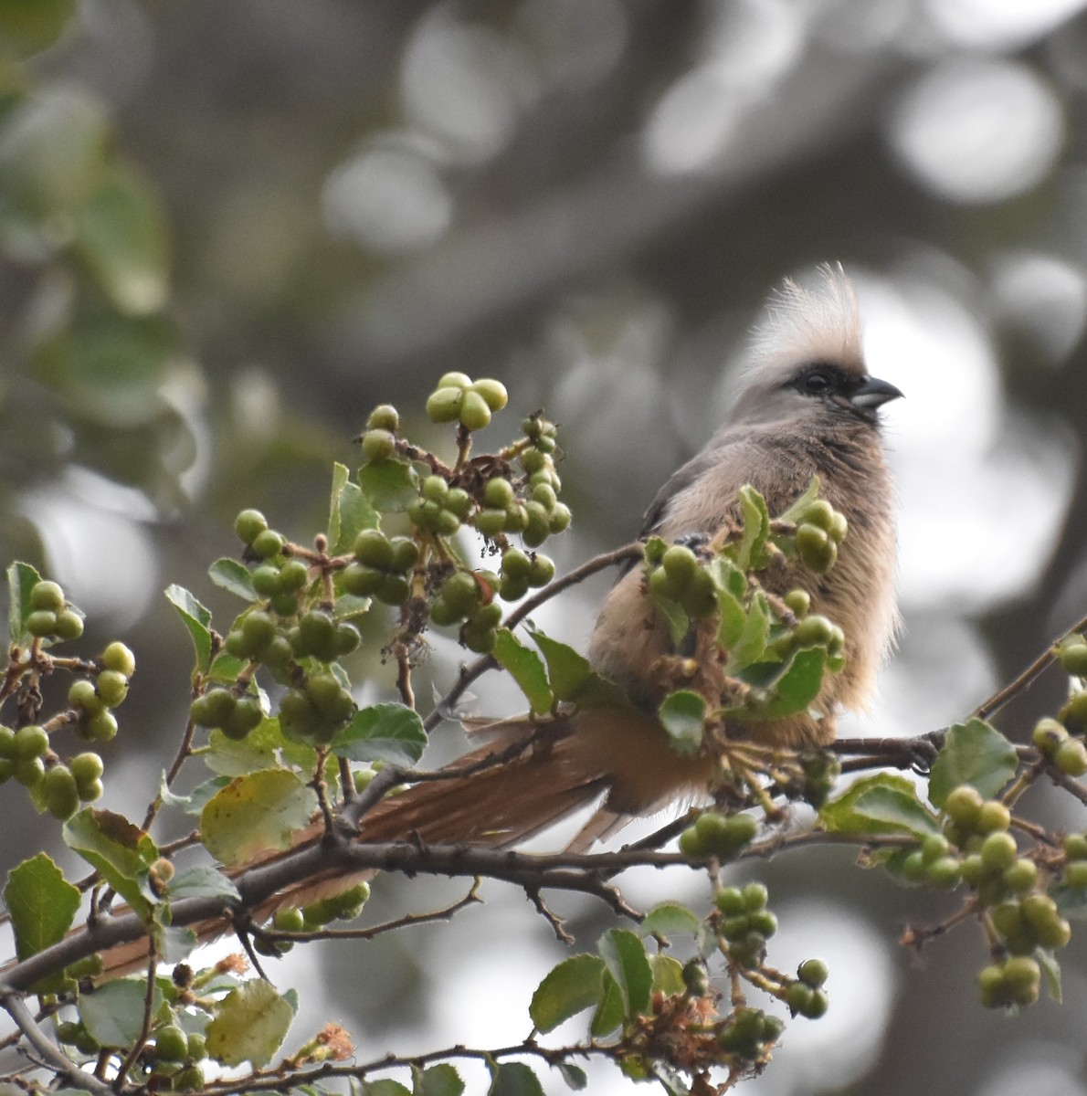 Speckled Mousebird - ML485222451