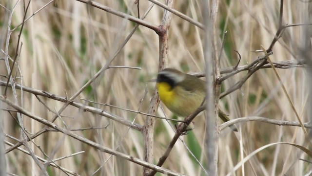 Common Yellowthroat - ML485223