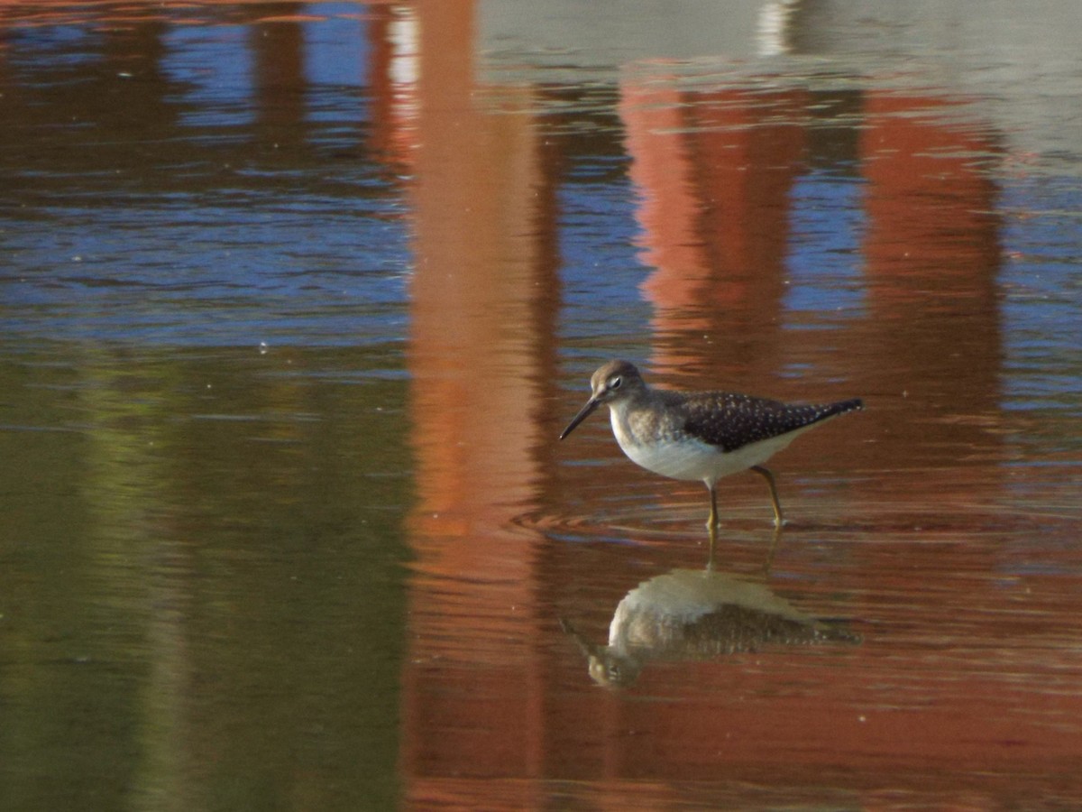 Solitary Sandpiper - ML485225611