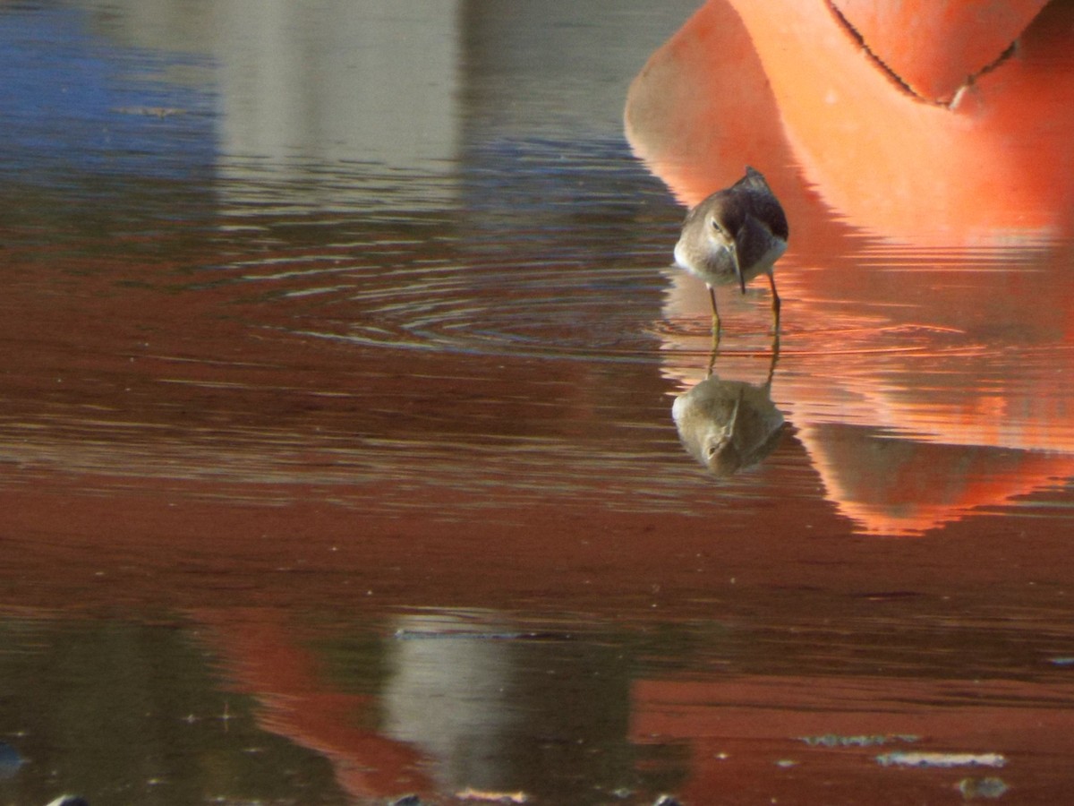 Solitary Sandpiper - ML485225641