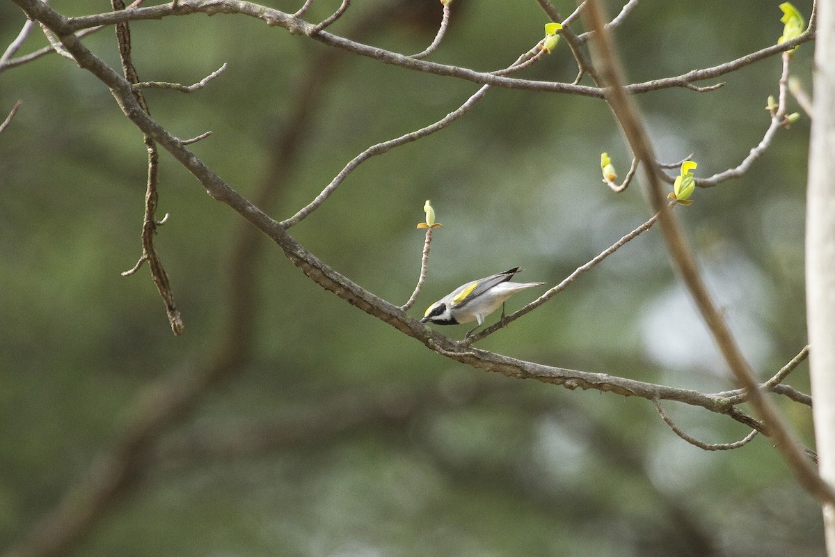 Goldflügel-Waldsänger - ML48522571