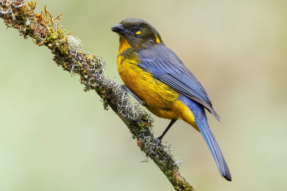 Lacrimose Mountain Tanager - Peter Hawrylyshyn