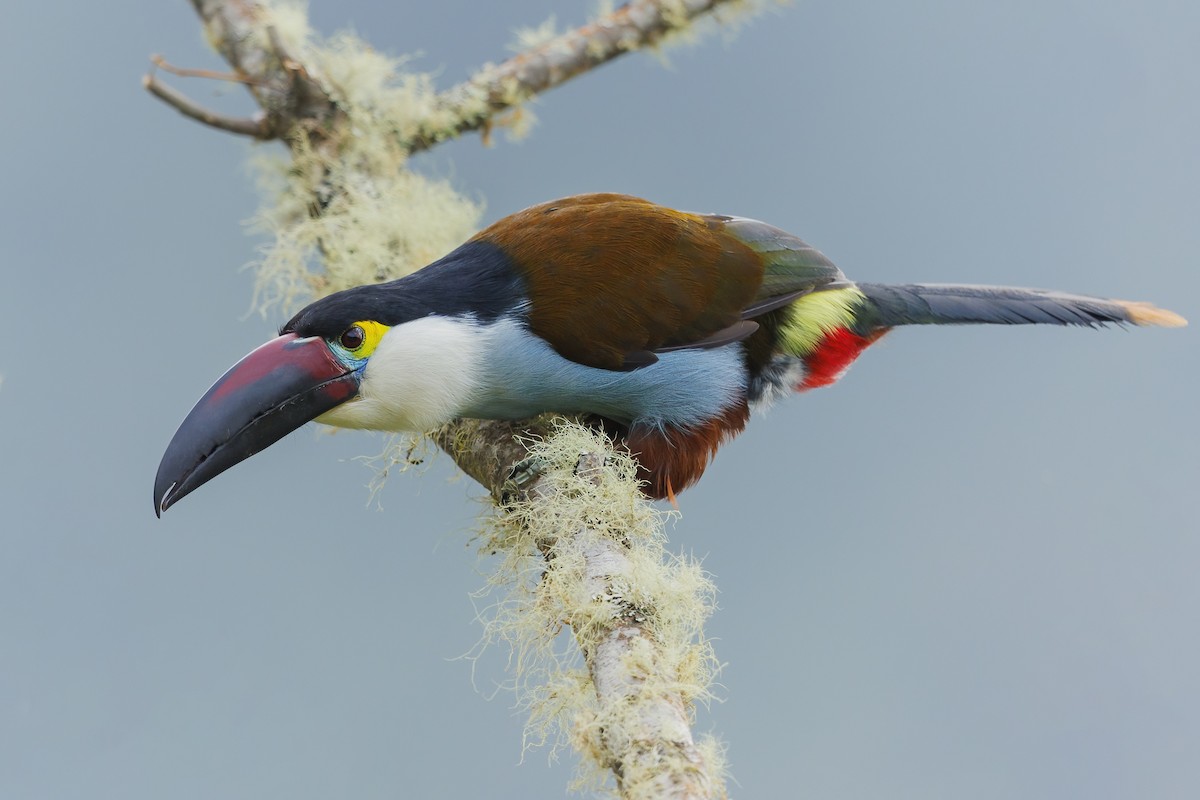 Black-billed Mountain-Toucan - ML485226651