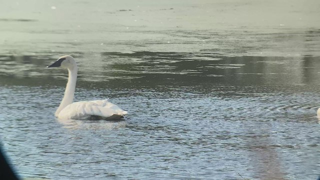 Cygne trompette - ML485227471