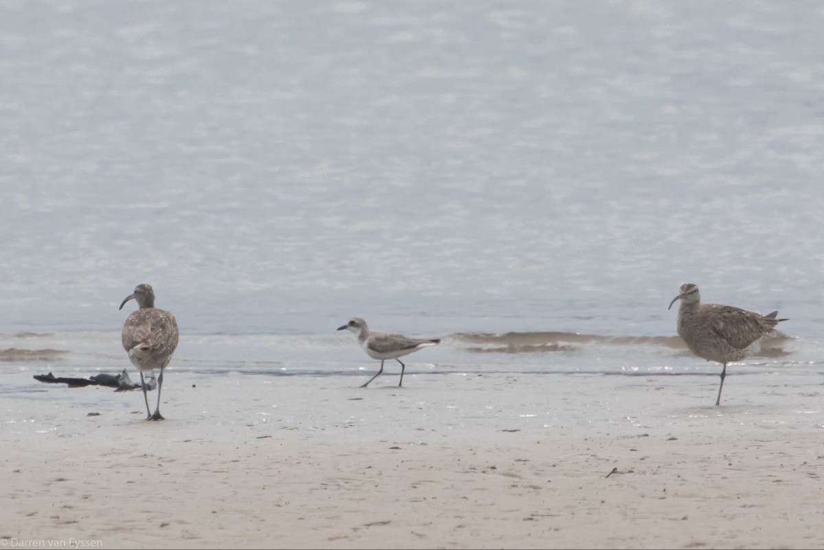 Greater Sand-Plover - Nick Schaller