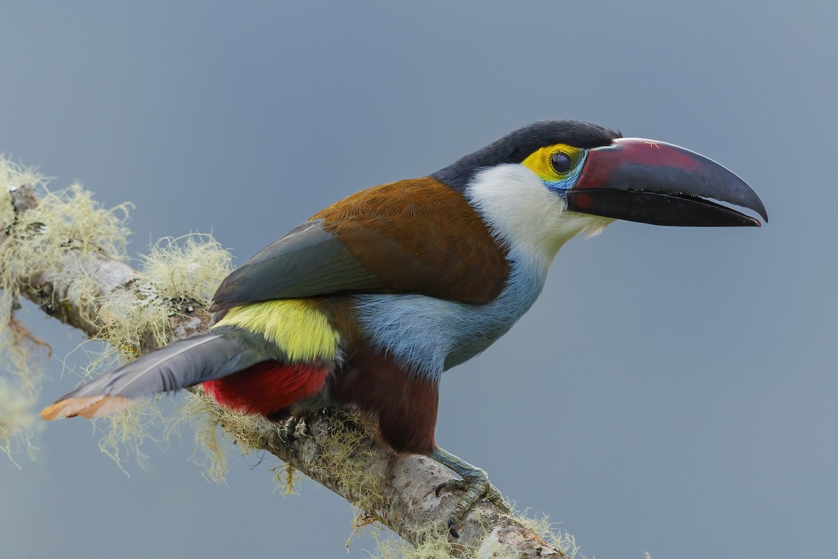 Black-billed Mountain-Toucan - ML485228061