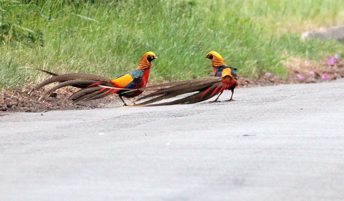 Golden Pheasant - ML485228621