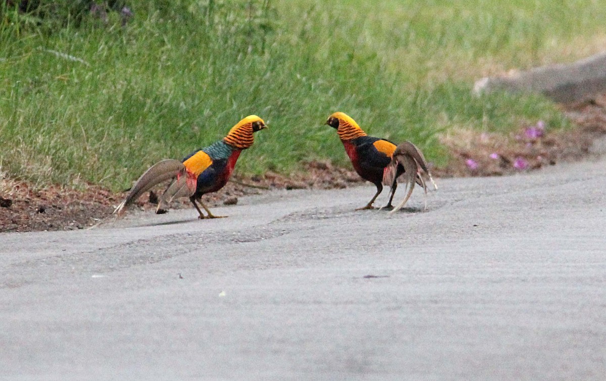 Golden Pheasant - ML485228631