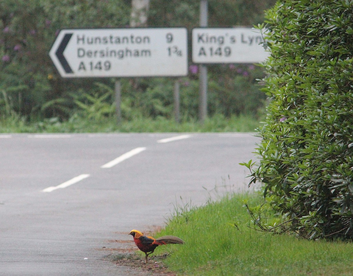 Golden Pheasant - ML485228641