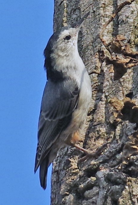 White-breasted Nuthatch - ML485229471