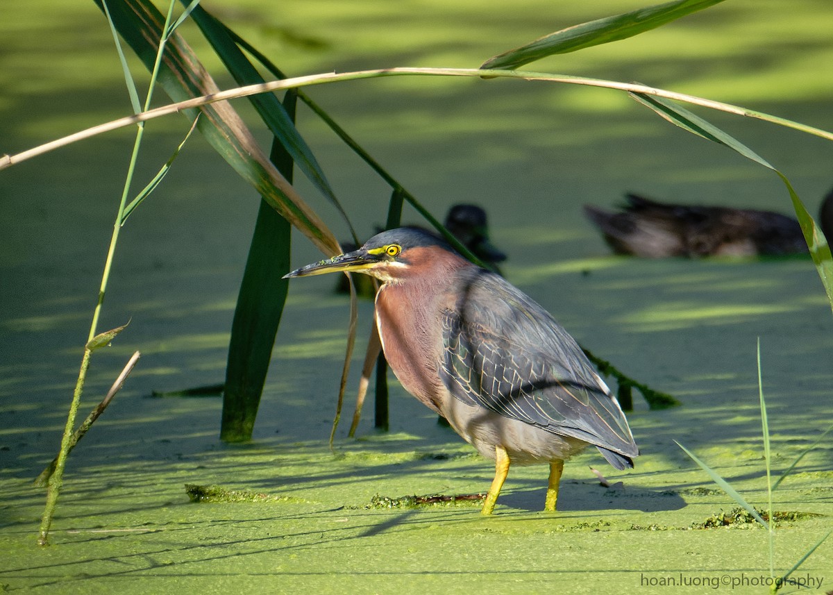 Green Heron - ML485229611