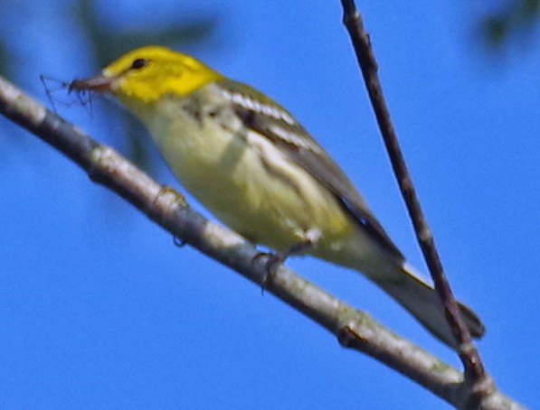 Black-throated Green Warbler - ML485229781