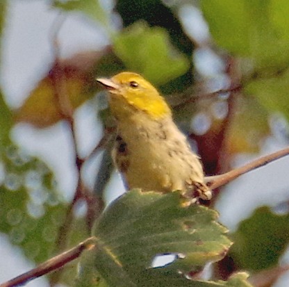 Black-throated Green Warbler - ML485229791