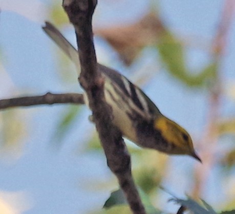 Black-throated Green Warbler - ML485229811