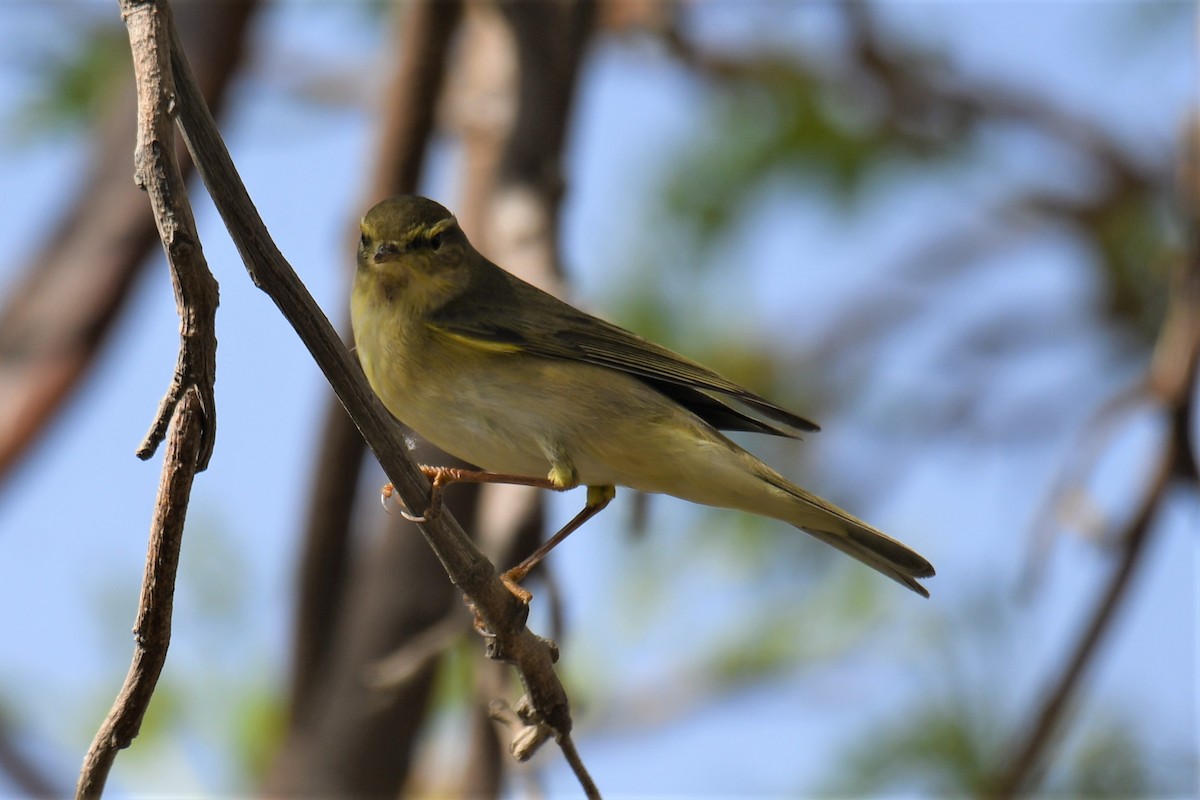 Willow Warbler - ML485229951