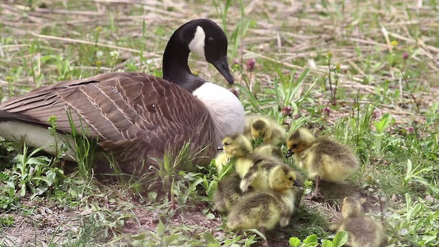 Canada Goose - ML485230