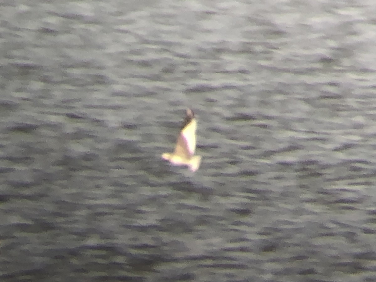 Sabine's Gull - ML485230111