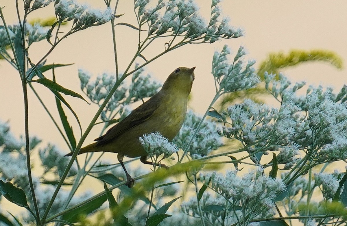 Yellow Warbler - ML485231021