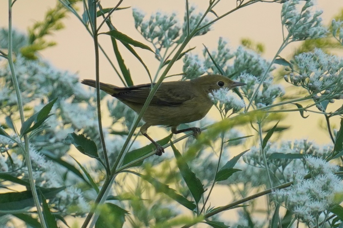 Yellow Warbler - Dennis Mersky