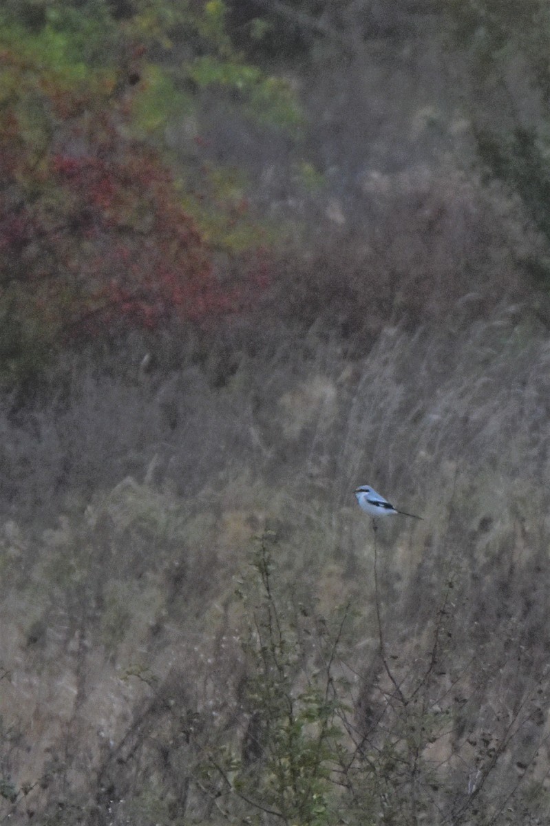 Great Gray Shrike - ML485231251