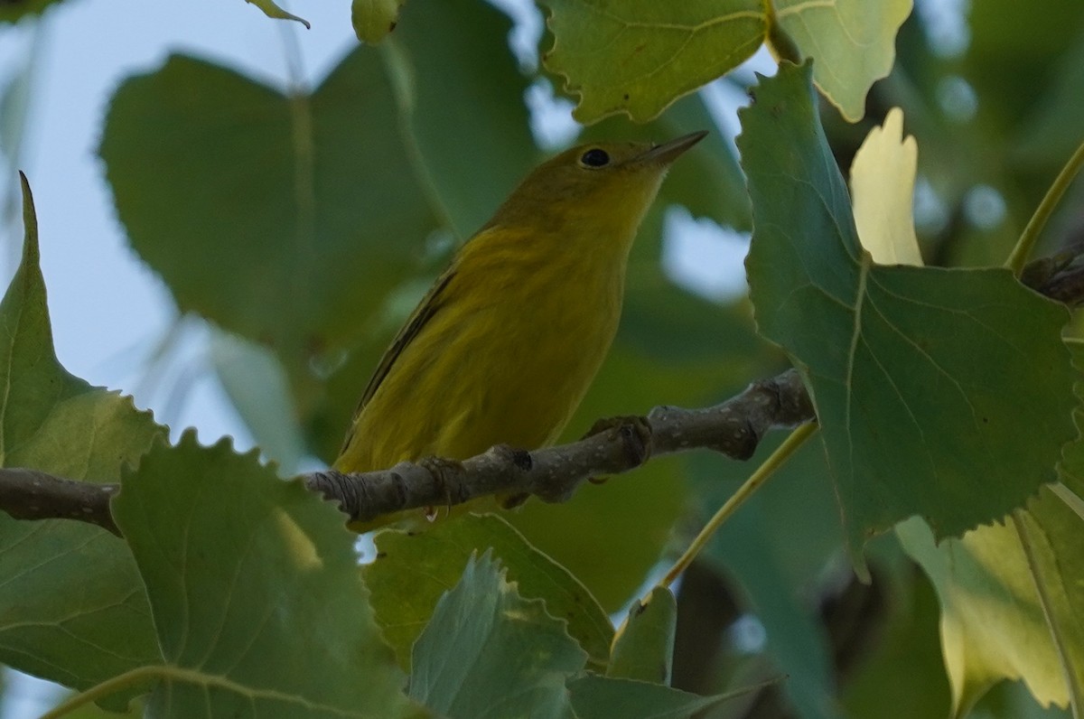 Yellow Warbler - Dennis Mersky