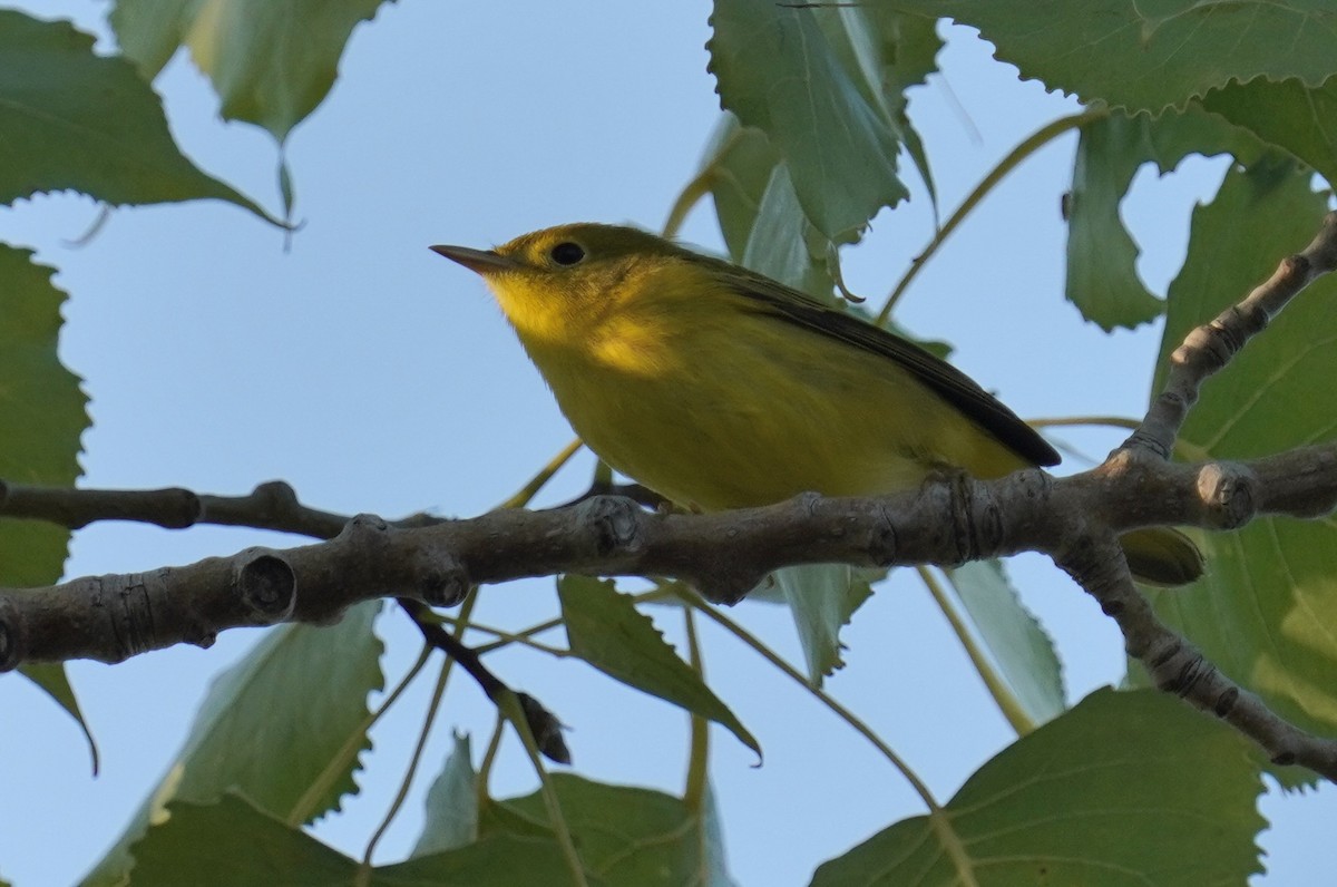 Yellow Warbler - Dennis Mersky