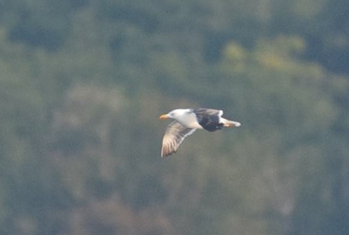 Lesser Black-backed Gull - ML485233181