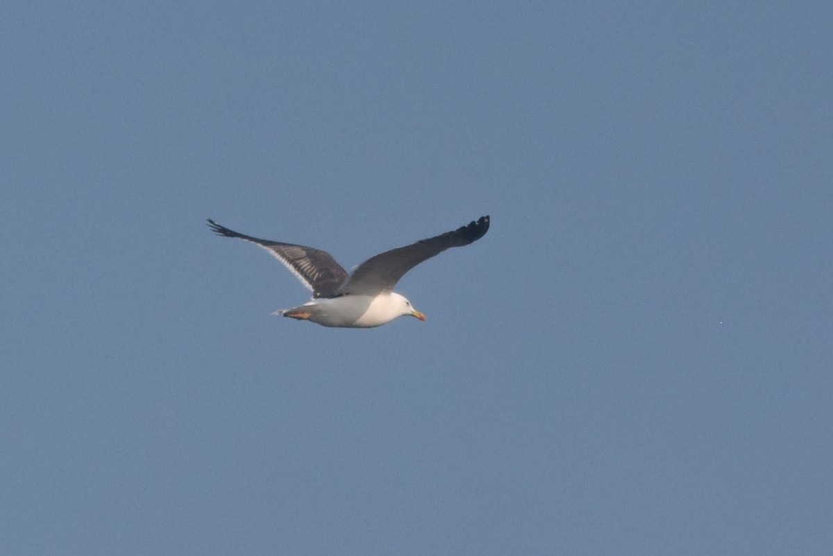 Lesser Black-backed Gull - ML485233211