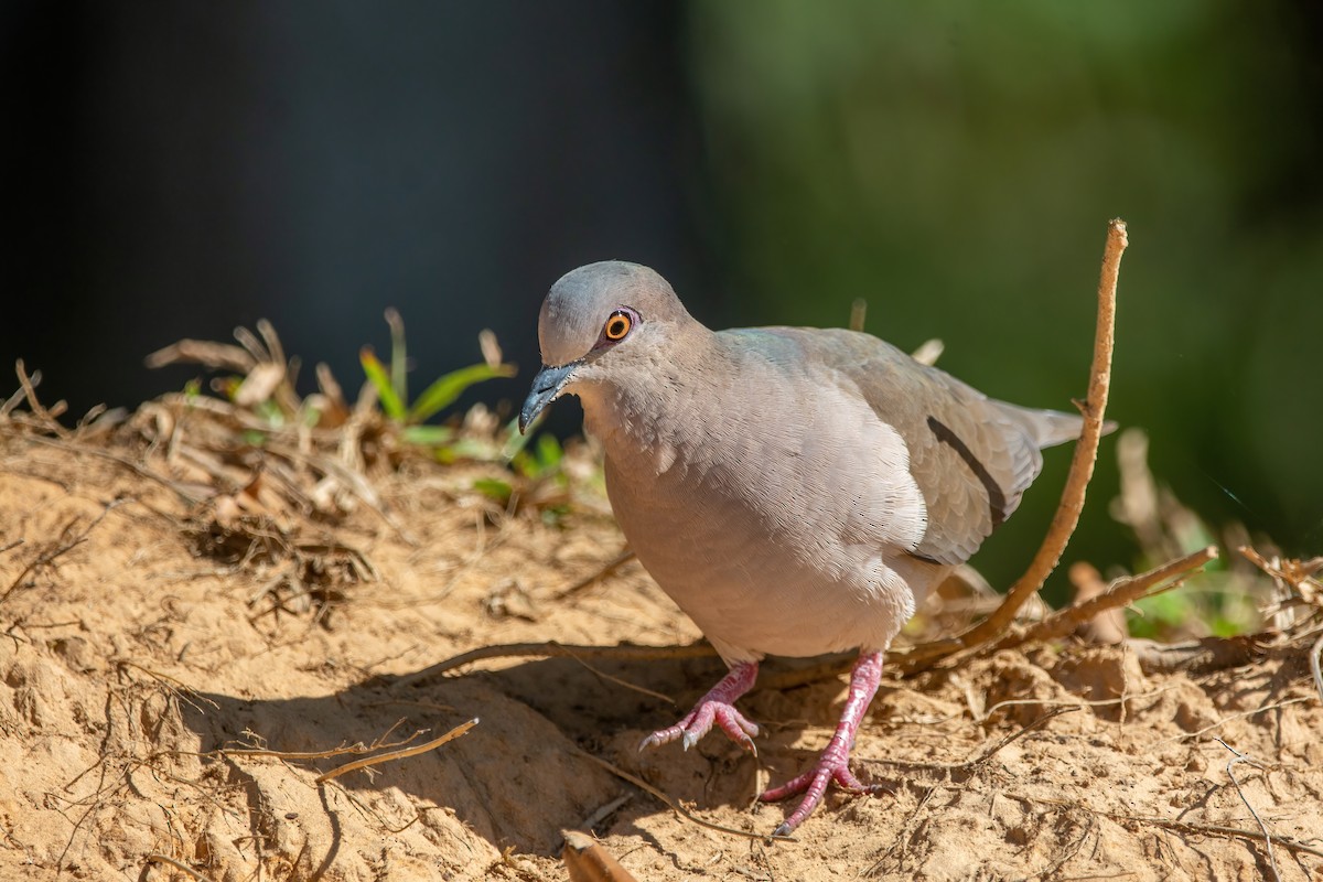 White-tipped Dove - Marcos Eugênio Birding Guide