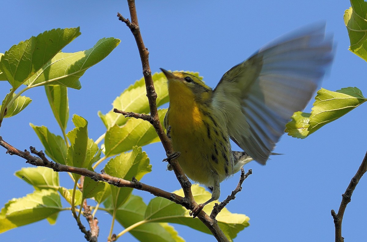 Blackburnian Warbler - ML485234281