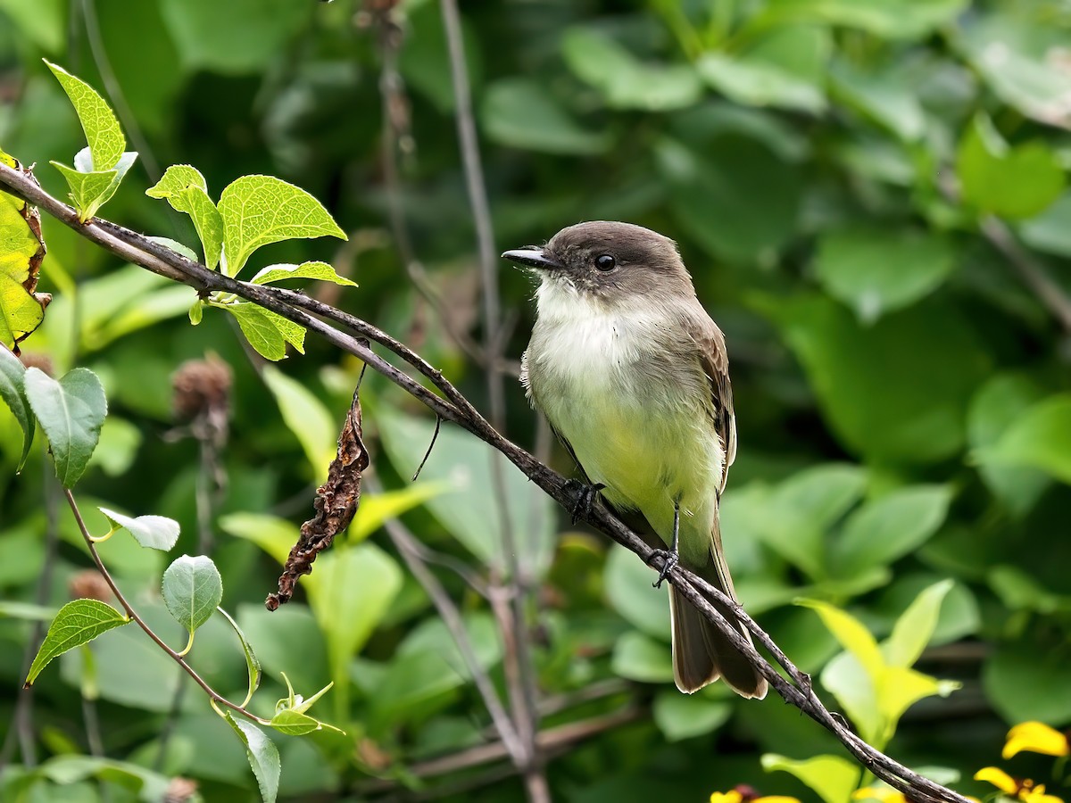 Eastern Phoebe - ML485236081