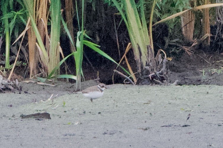 Semipalmated Plover - ML485236511