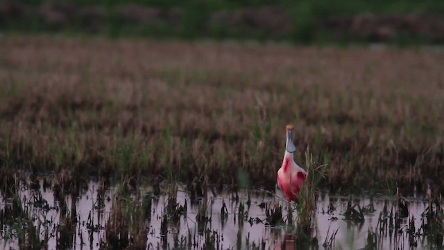 Roseate Spoonbill - ML485237