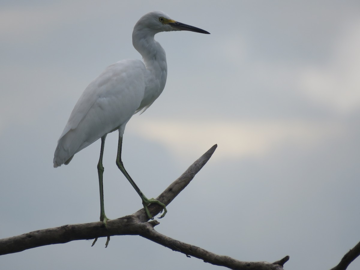 Snowy Egret - ML485237291