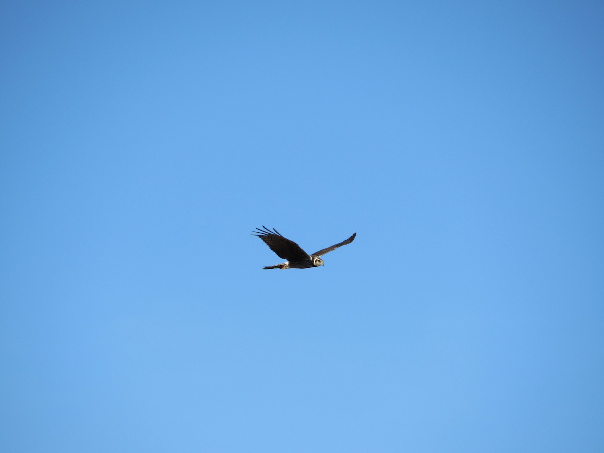 Long-winged Harrier - ML485237721