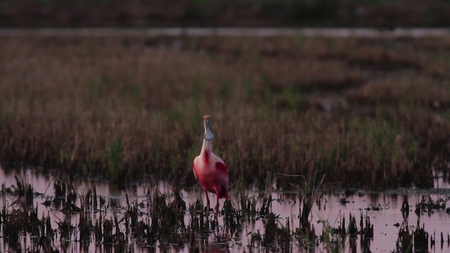 Roseate Spoonbill - ML485238