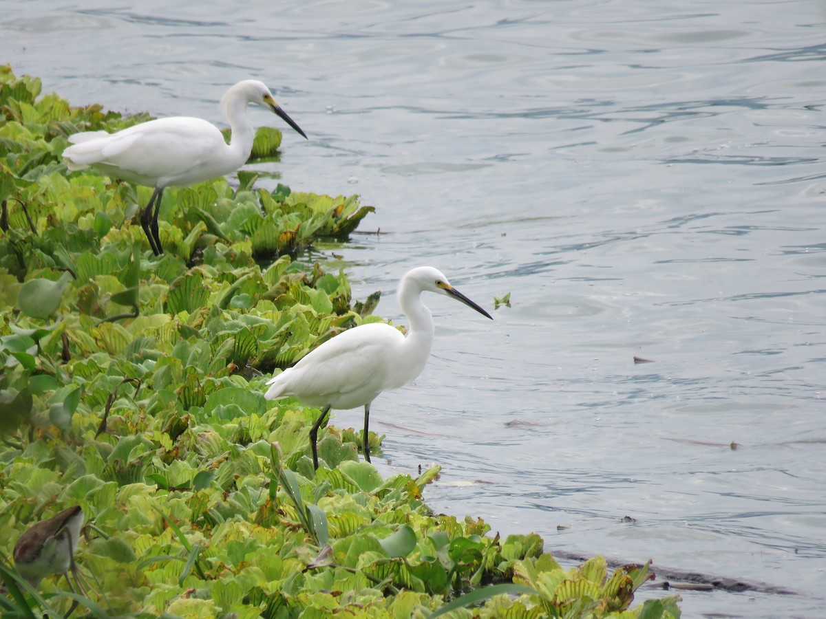 Snowy Egret - ML485239751