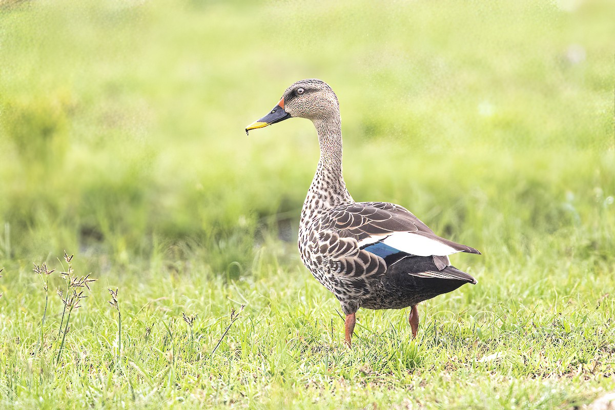 Indian Spot-billed Duck - ML485239791