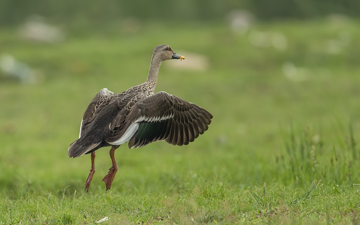 Indian Spot-billed Duck - ML485239801