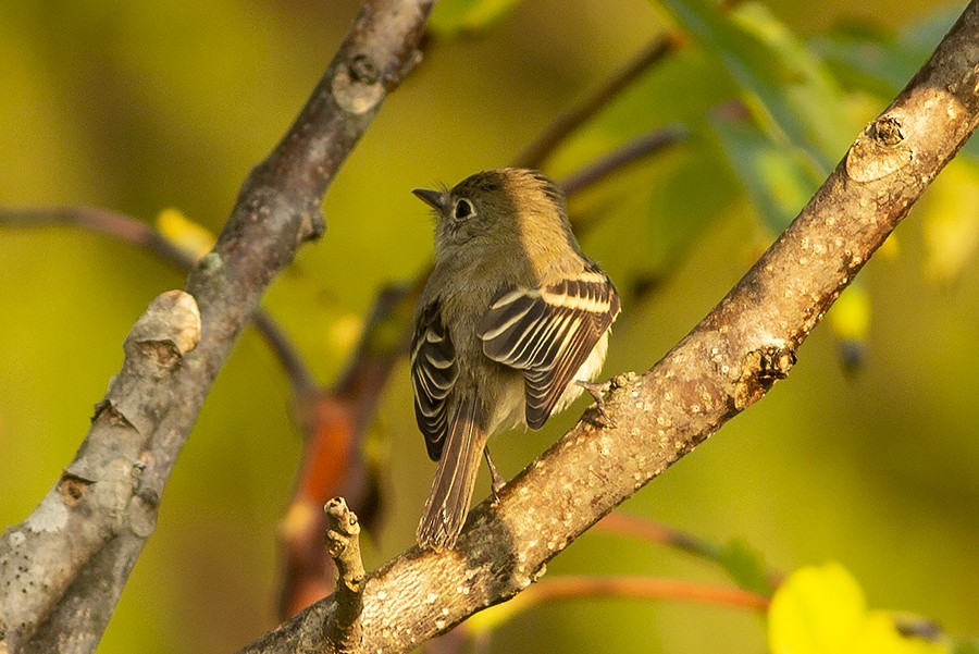 Least Flycatcher - ML485241631