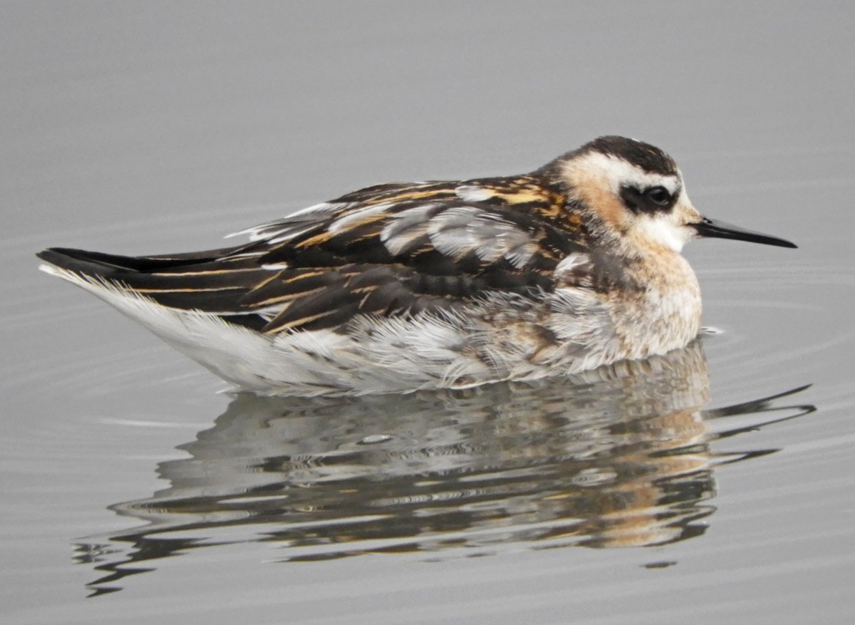 Red-necked Phalarope - ML485241661